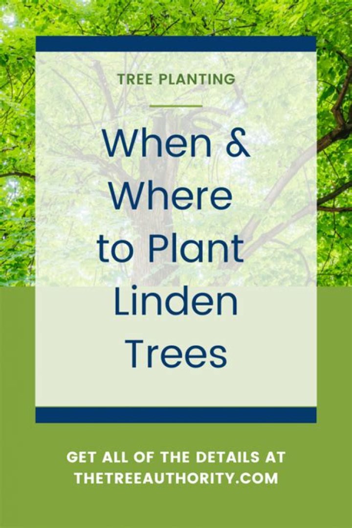 Where is Linden Tree Found?