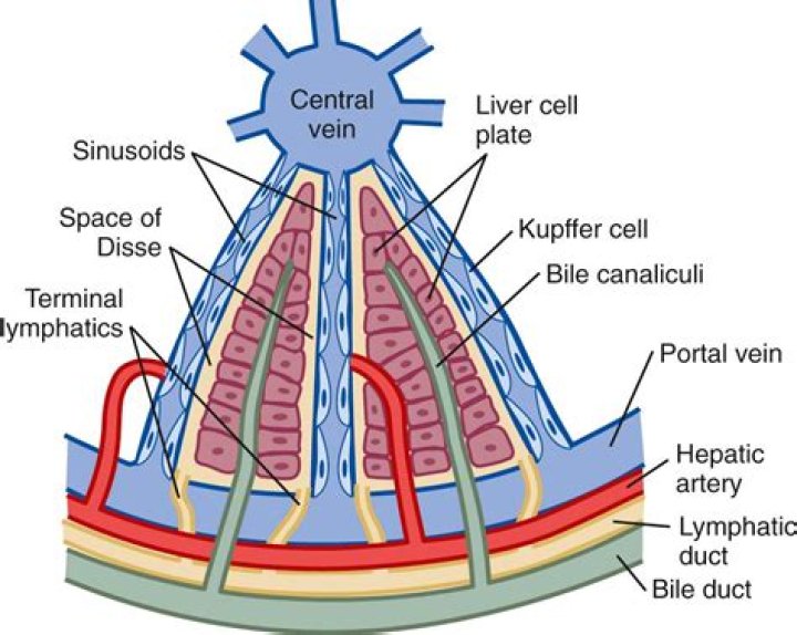 Where is space of Disse located in the liver?