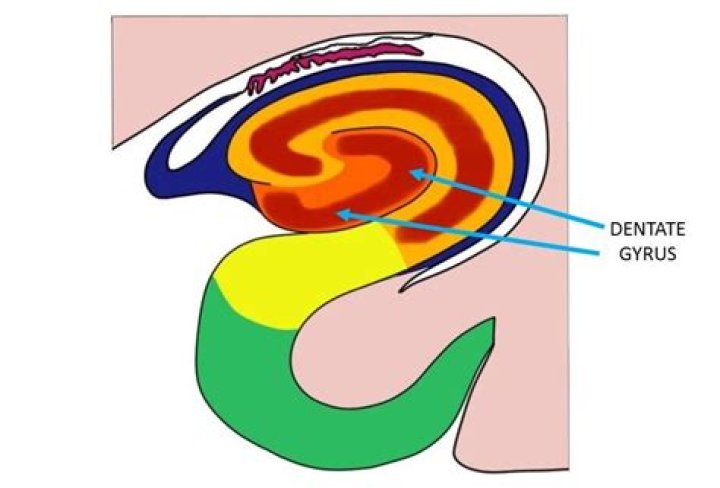 Where is the dentate gyrus located?