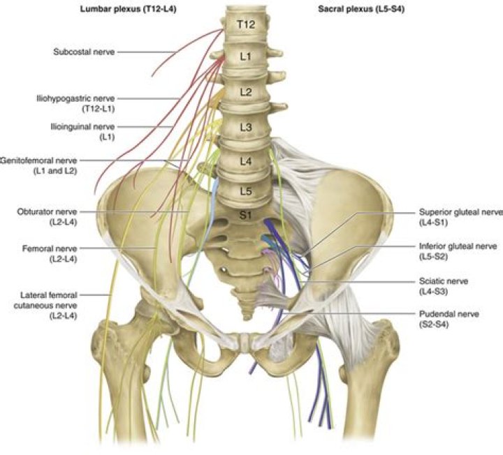 Where is the SI nerve?