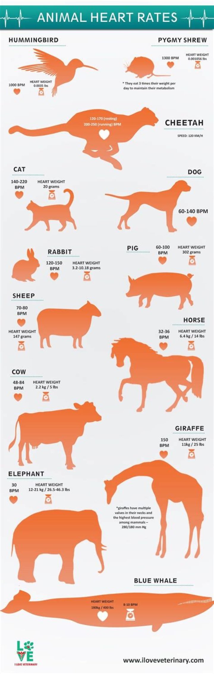 Which animal has the slowest heart beat?