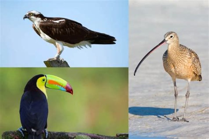 Which bird has a long and down curved beak?