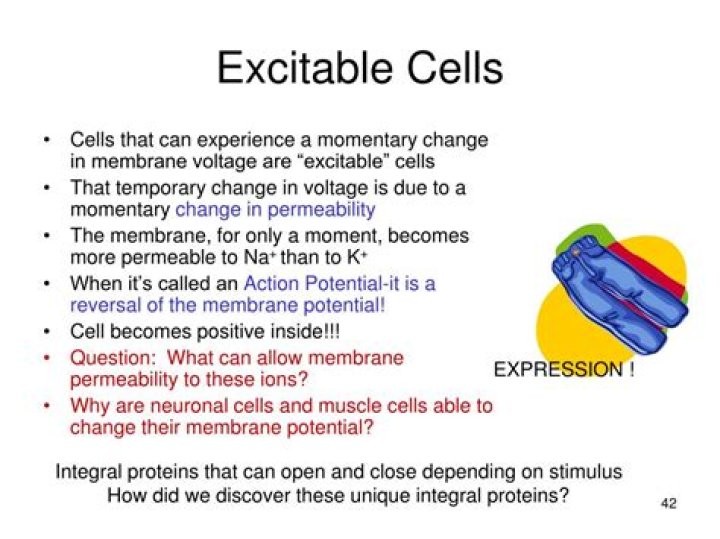Which cells are excitable cells?