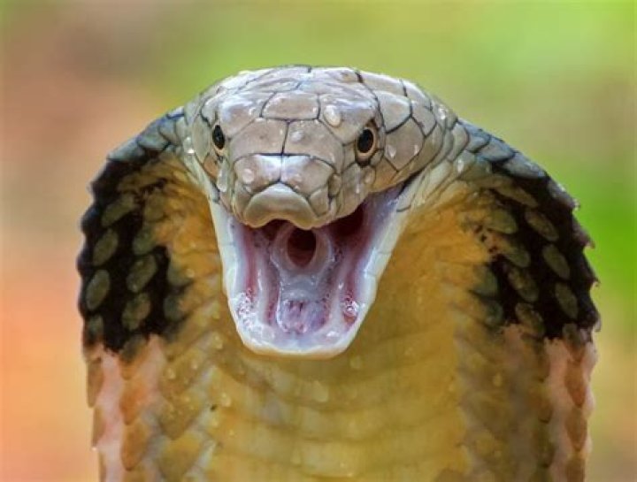Which Cobra is supercharged?