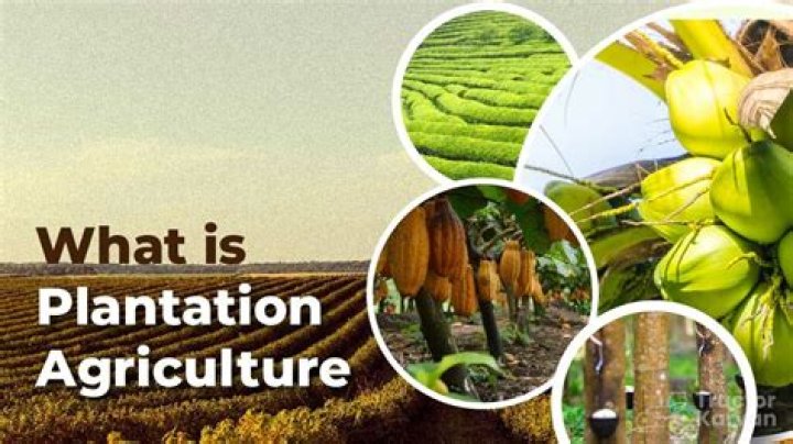 Which crops are plantation crops?