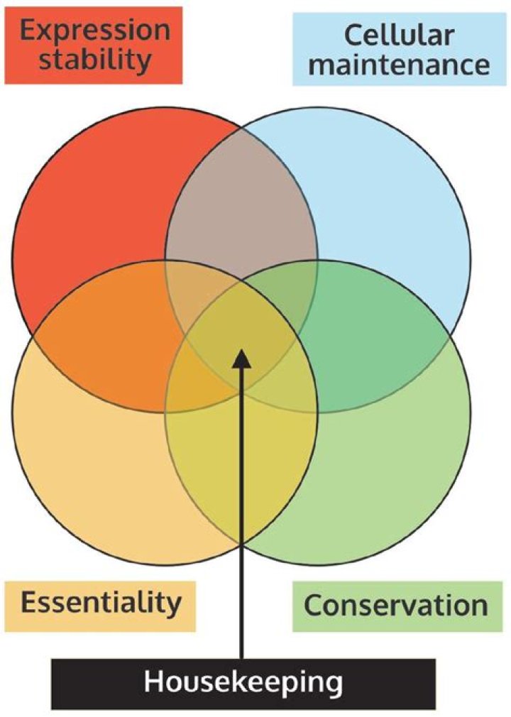 Which genes are housekeeping?