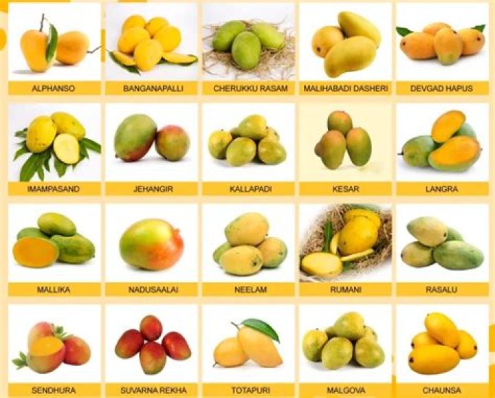 Which Indian mangoes are best?