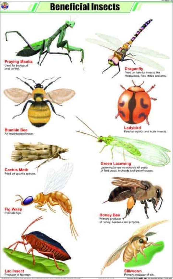 Which insects are helpful to farmers?