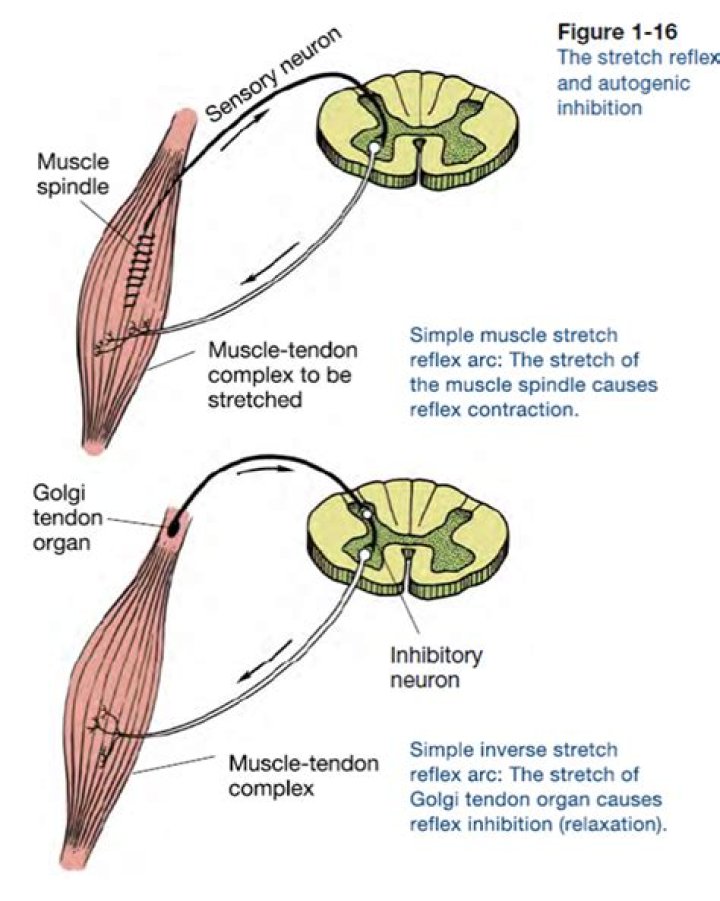 Which is known as the stretch reflex The Golgi tendon or the muscle spindle?