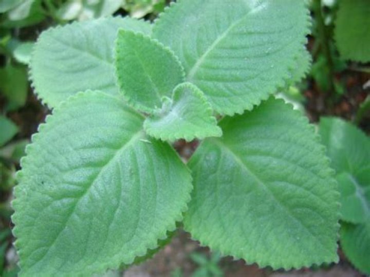 Which Leaf is good for cough?
