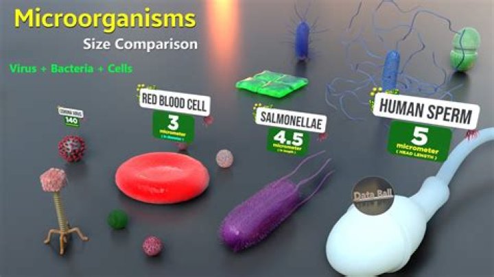 Which microbe is the smallest in size?