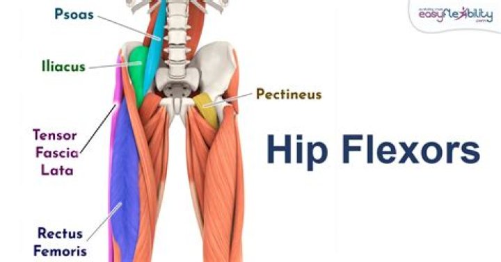 Which muscles are hip stabilizers?