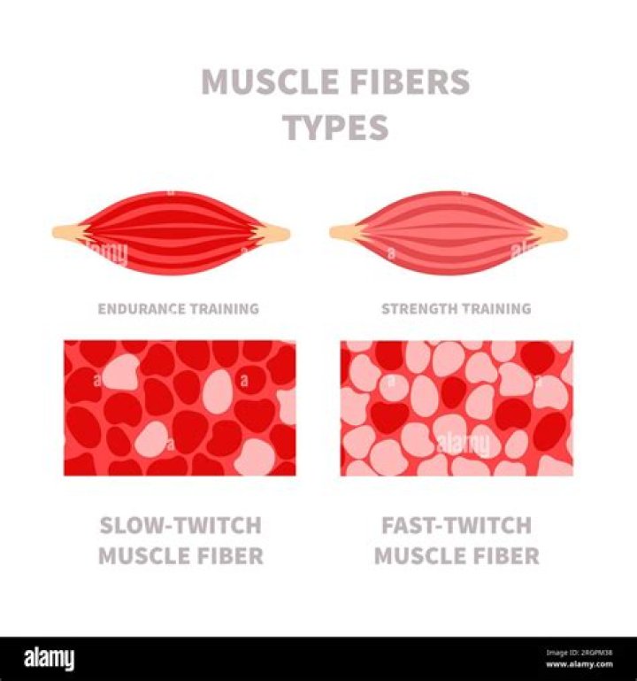 Which muscles are mostly slow twitch?