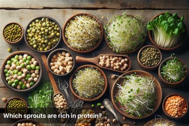 Which sprouts are rich in proteins?
