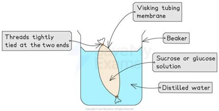 Which substance passed through the Visking tubing?
