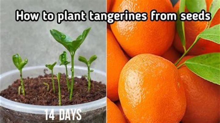 Which tangerines have no seeds?
