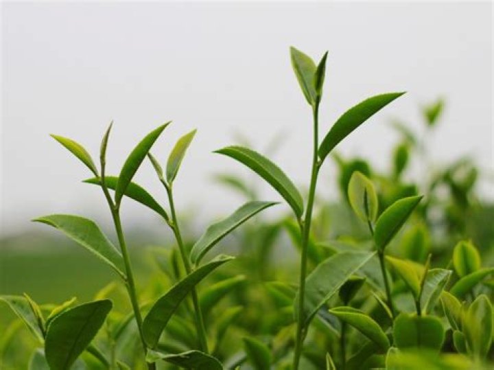 Which tea has the most EGCG?