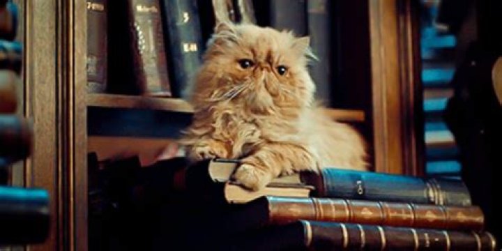 Who has a pet cat in Harry Potter?