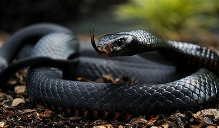 Who is more powerful black mamba or king cobra?