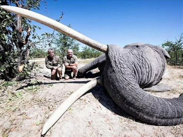 Who Killed the biggest elephant in the world?