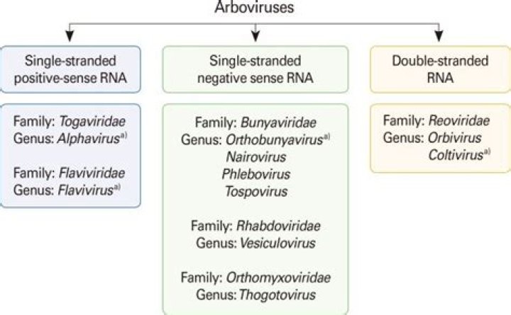 Why are arboviruses called arboviruses?