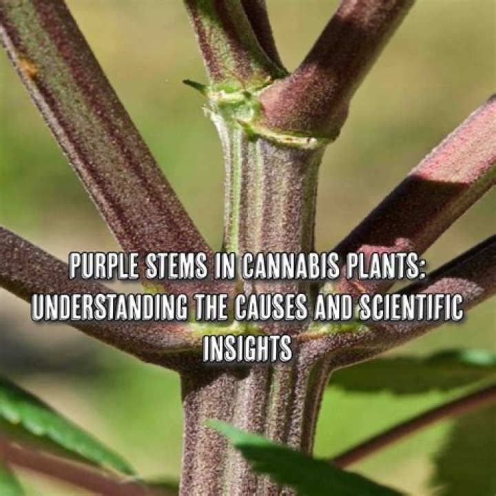 Why are my stems turning purple?
