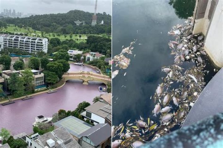 Why did Sentosa Cove turn pink?