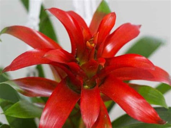 Why do bromeliads lose their color?