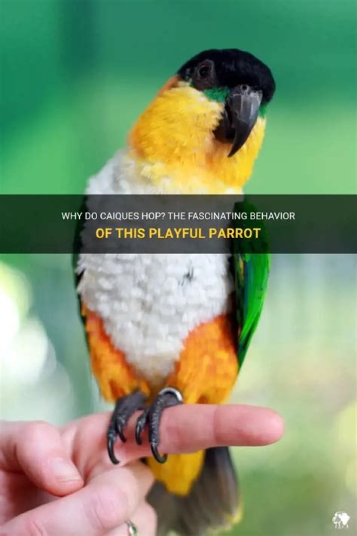 Why do caiques hop?