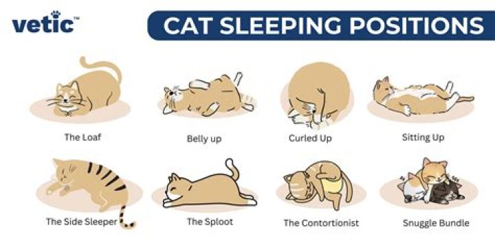 Why do cats sleep with their arms out?