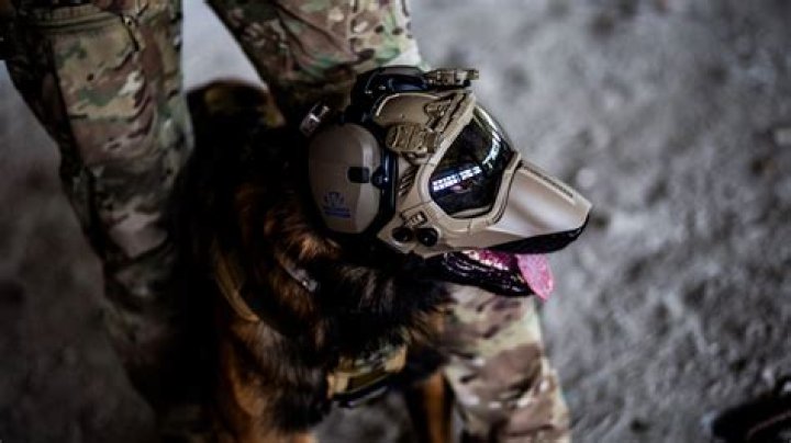 Why do military dogs wear goggles?