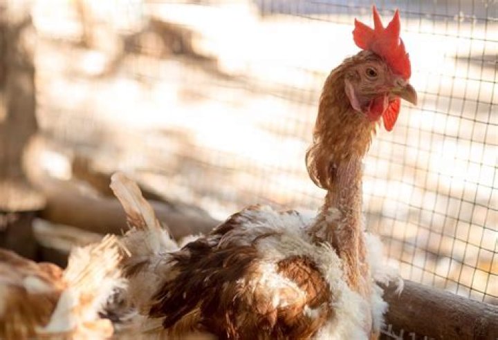 Why do my chickens have dry skin?