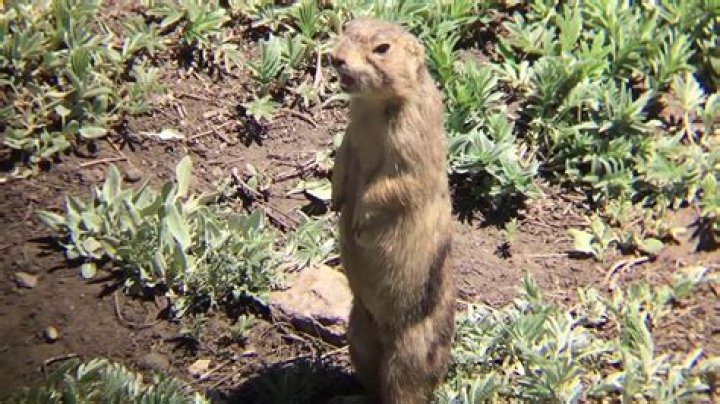 Why do some prairie dogs give alarm calls when they see predators?