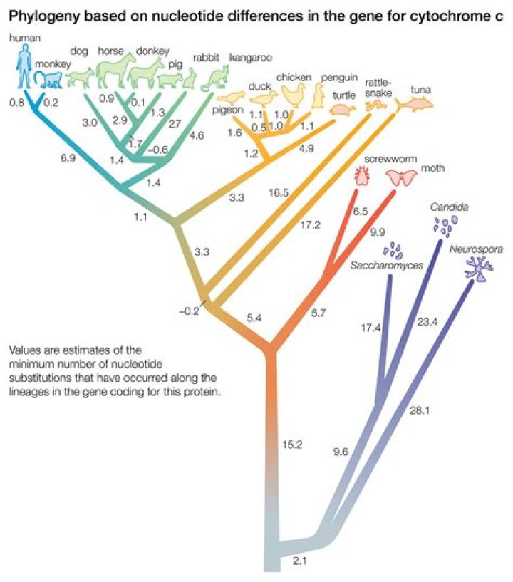 Why do you have an outgroup in a phylogenetic study?