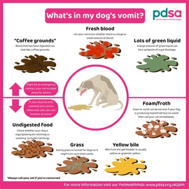 Why does my dogs throw up look like noodles?