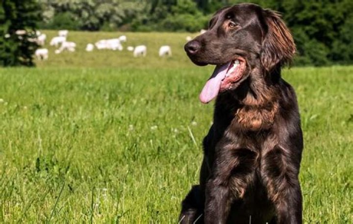 Why flat coated retrievers are the best?