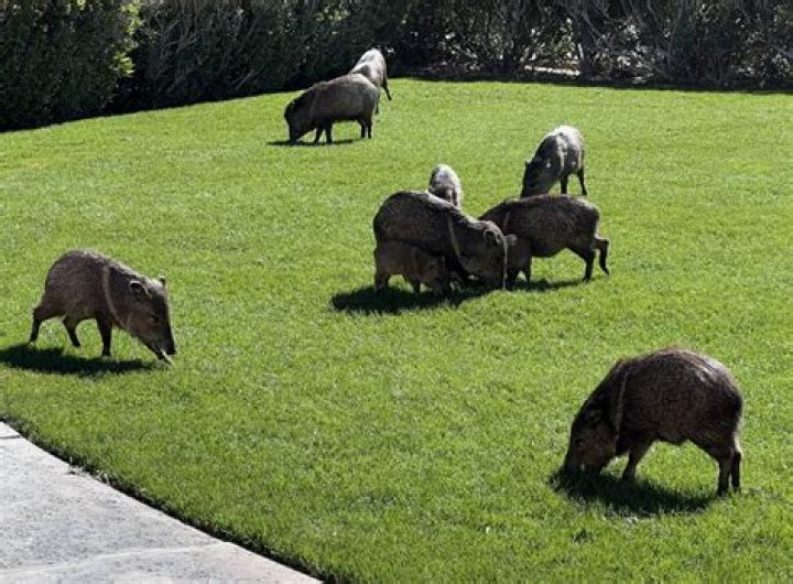 Why is a javelina not a pig?
