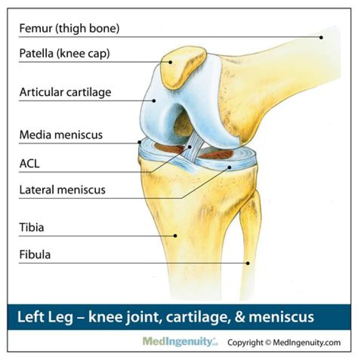 Why is cartilage in your knees so important?