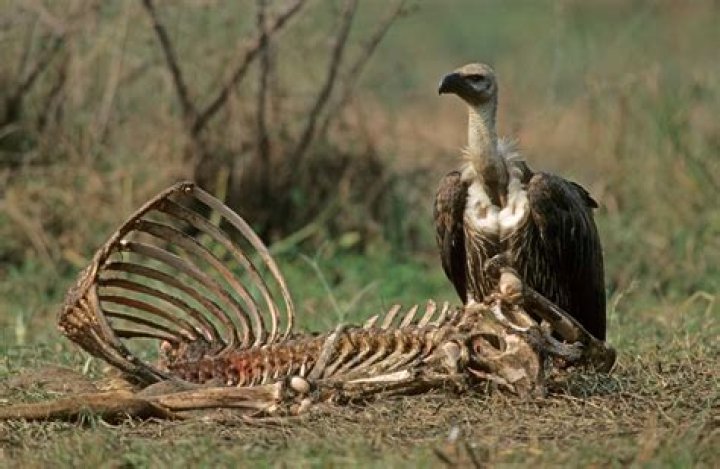 Why is it important to avoid animal carcasses?