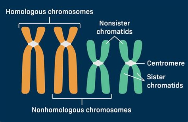 Why is it necessary that each chromosome have two sister chromatids?