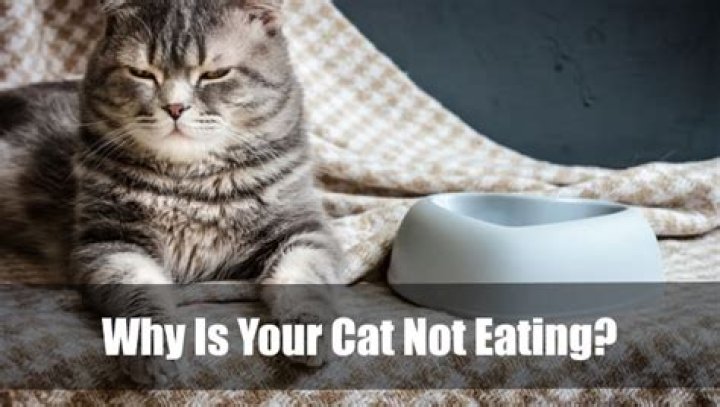 Why is my cat listless and not eating?