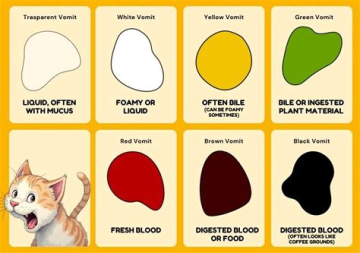 Why is my cat throwing up red liquid?