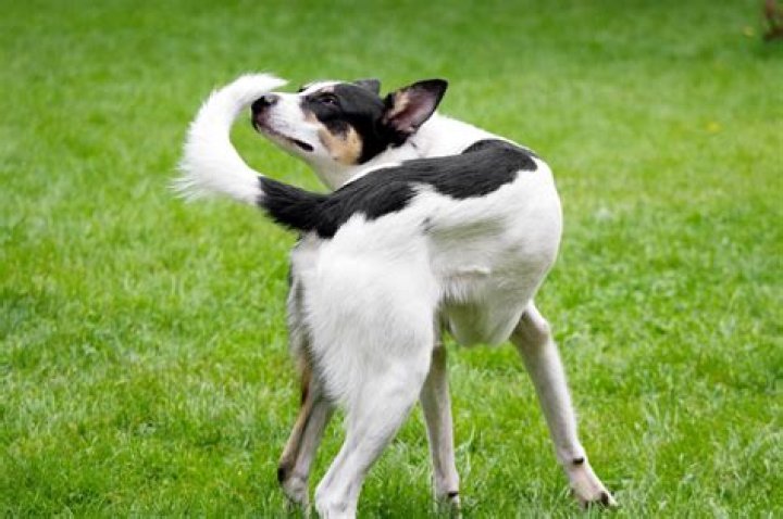 Why is my dog chasing his tail and barking?