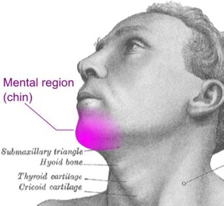 Why is the chin called the mental?