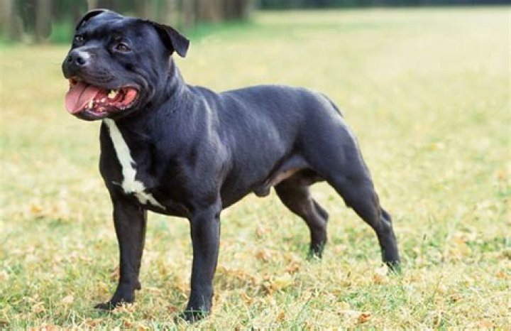 Wie viel kostet ein Staffordshire Bull Terrier?