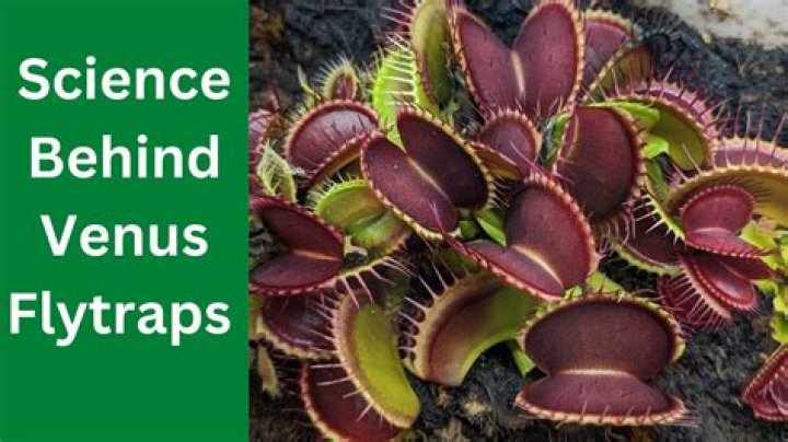 Will a Venus flytrap eat anything?
