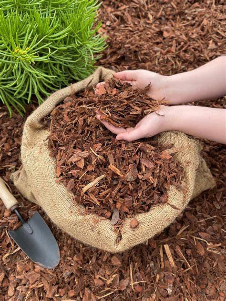 Will bagged manure burn plants?
