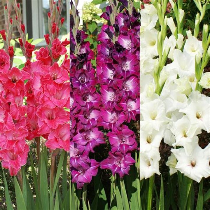 Will gladiolus bulbs multiply?
